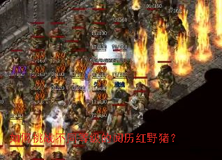 如何挑战不同等级的阅历红野猪? 如何挑战不同等级的阅历红野猪?