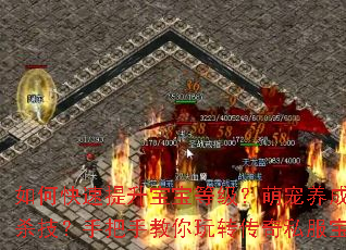 如何快速提升宝宝等级?萌宠养成有哪些必杀技?手把手教你玩转传奇私服宝宝派对 如何快速提升宝宝等级?萌宠养成有哪些必杀技?手把手教你玩转传奇私服宝宝派对