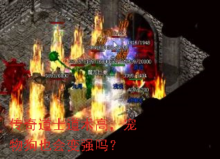 传奇道士道术高,宠物狗也会变强吗? 传奇道士道术高,宠物狗也会变强吗?